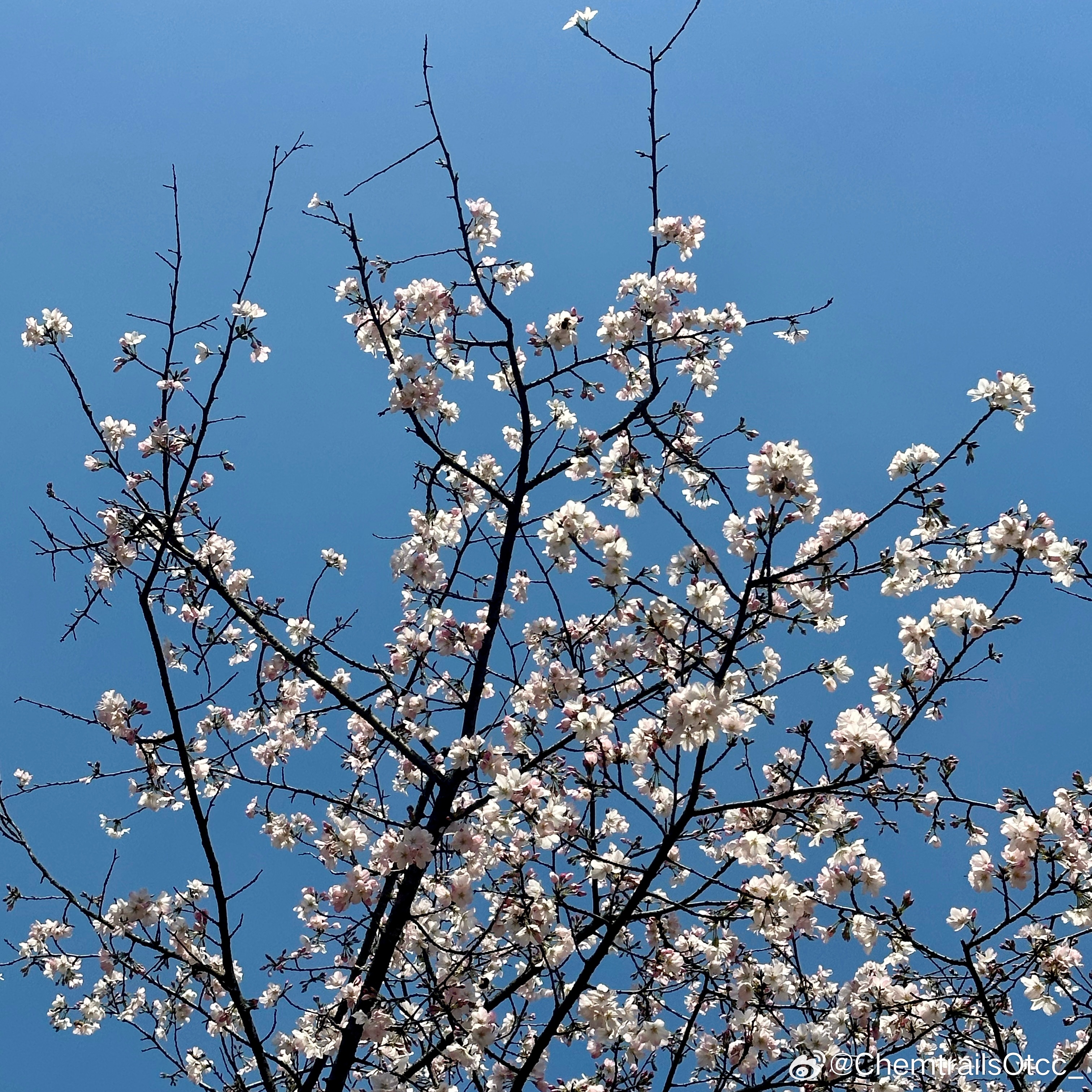 晚春在線，自然與技術(shù)交織之美欣賞